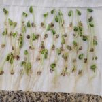 IMG_20210318_093014893_2